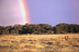 Earth Floor: Biomes: Savanna