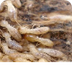 Termites - Facts About