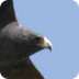 Hawks - North American Birds -