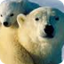 For Polar Bears,Climate Change