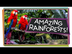 Explore the Rainforest! | Ecol