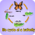 Life Cycle Of A Butterfly 