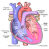 εικόνα ανατομίας καρδιάς
