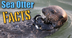 Sea Otter Facts & Information 
