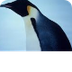 Penguins: Facts & Information 