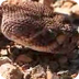 Sonoran Desert Wildlife-Video