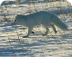 Arctic Fox