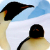 Emperor Penguin Nat Geo