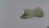 Polar Bear Live Stream Camera