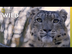 Snow Leopards 101 | Nat Geo Wi