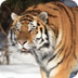 Adopting a Siberian Tiger