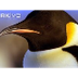 Emperor Penguins Info