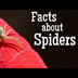 Facts about Spiders for Kids |