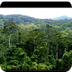 Article:Life in theRainforest