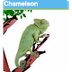 Chameleon Game