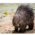 Porcupines, Porcupine Pictures