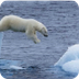 Endangered Polar Bears