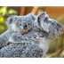 San Diego Zoo Koala Cam
