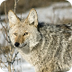 Amazing Facts About Coyotes - 