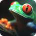 Red-Eyed Tree Frog--Rainforest