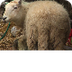 Young Sheep Farmer - YouTube