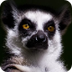 30 Fun Facts About Lemurs - Yo