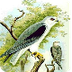 Elanus caeruleus - Wikipedia, 