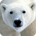Polar Bear National Geo kids