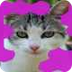 Mou el ratolí 1