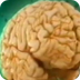 Cerebro: Memoria, percepcion y