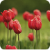 tulipanes que hermosos
