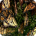 Monarch Butterfly - Video comp