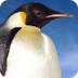 Emperor Penguin Facts for Kids
