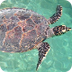 Turtles And Tortoises Ki