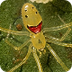 Happy Face Spider : snopes.com