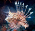 Animals for Kids: Lionfish