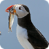 Atlantic Puffin