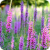 Purple Loosestrife