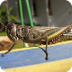 Cricket Insect Facts 