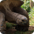 Tortoise - Animal Facts - Anim