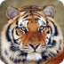  Tiger Animal Facts