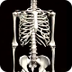 Human skeleton 