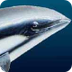 10 Endangered Ocean Animals