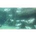 Underwater Penguin Cam