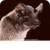 Mexican Free-tailed bat Fact S