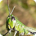 Grasshopper Facts For Kids | G