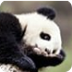 Panda Cam - live video of pand