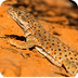 Desert Animal Adaptation Video