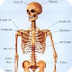 l'esquelet
