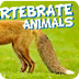 Vertebrate Animals Classify